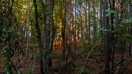 East Texas Land for Sale 141 Acres Tyler Texas Smith County - image 10