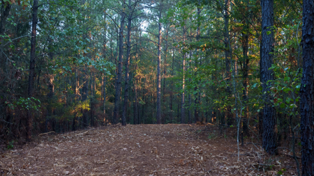 East Texas Land for Sale 141 Acres Tyler Texas Smith County - image 15