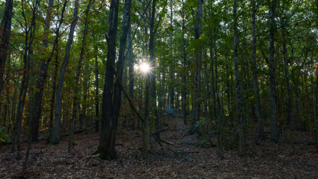 East Texas Land for Sale 141 Acres Tyler Texas Smith County - image 31