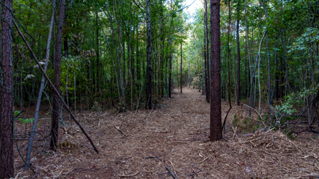 East Texas Land for Sale 141 Acres Tyler Texas Smith County - image 23