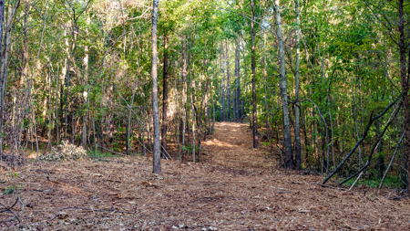 East Texas Land for Sale 141 Acres Tyler Texas Smith County - image 24