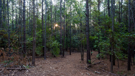 East Texas Land for Sale 141 Acres Tyler Texas Smith County - image 12