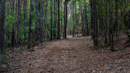 East Texas Land for Sale 141 Acres Tyler Texas Smith County - image 43