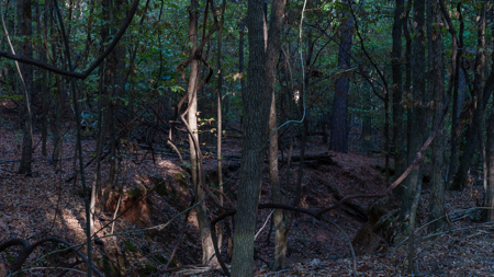 East Texas Land for Sale 141 Acres Tyler Texas Smith County - image 34