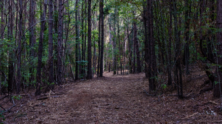 East Texas Land for Sale 141 Acres Tyler Texas Smith County - image 42