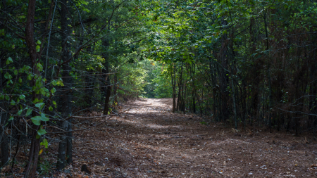 East Texas Land for Sale 141 Acres Tyler Texas Smith County - image 45