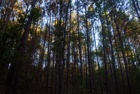 East Texas Land for Sale 141 Acres Tyler Texas Smith County - image 11
