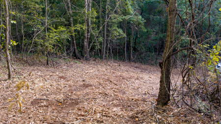 East Texas Land for Sale 141 Acres Tyler Texas Smith County - image 22
