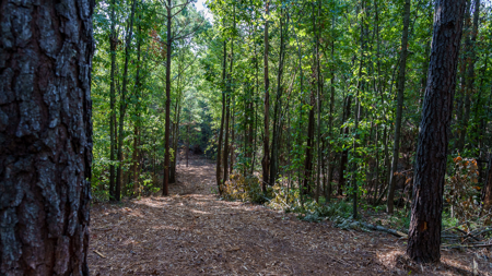 East Texas Land for Sale 141 Acres Tyler Texas Smith County - image 39