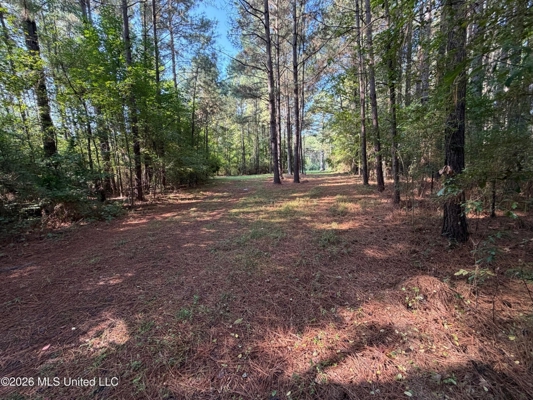 52 Acres Hunting & Timberland in Raleigh, MS