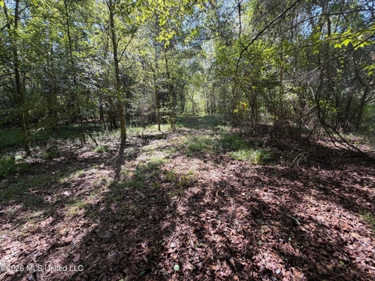 52 Acres Hunting & Timberland in Raleigh, MS