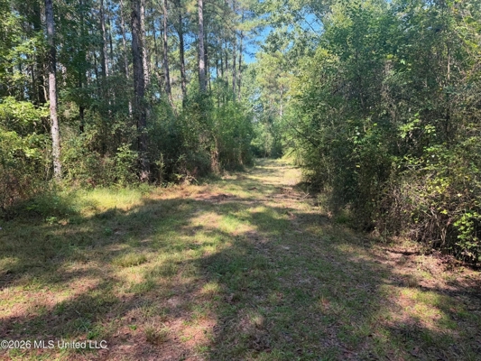 52 Acres Hunting & Timberland in Raleigh, MS