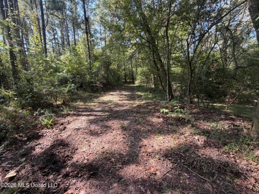 52 Acres Hunting & Timberland in Raleigh, MS