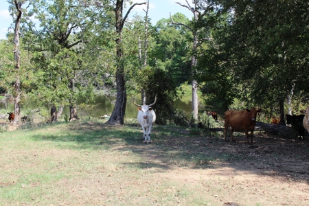 118-Acre Horse & Cattle Ranch for Sale in Henderson, Texas - image 4