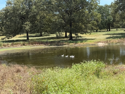 Rural Acreage For Sale in Mineola Texas Near Lindale Smith County - image 7