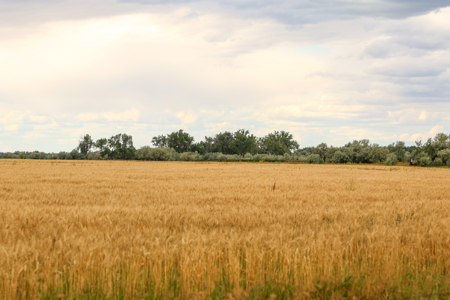 Reservoir Coulee Farm & Sporting Retreat - image 13