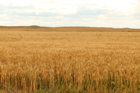 Reservoir Coulee Farm & Sporting Retreat - image 12