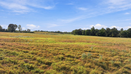 38.67 Acres of Pasture Land for Sale in Omaha, Texas - image 13