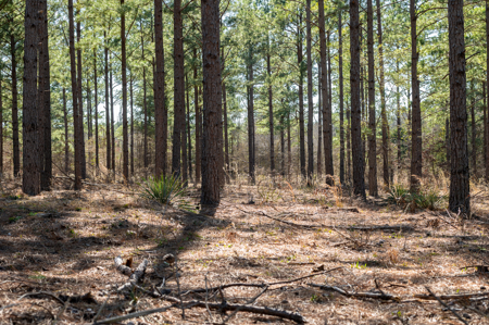Timberland Investment Property for Sale Ben Wheeler Texas - image 5