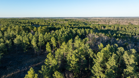 Timberland Investment Property for Sale Ben Wheeler Texas - image 2