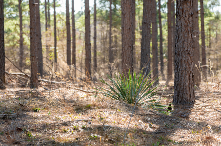 Timberland Investment Property for Sale Ben Wheeler Texas - image 4