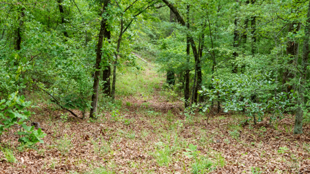 Timberland Investment Property for Sale Ben Wheeler Texas - image 23