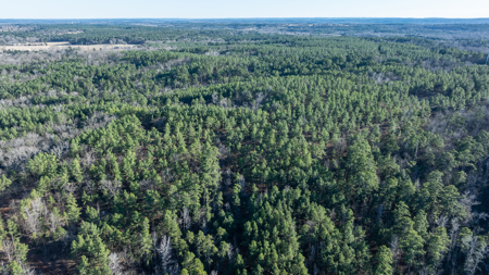 Timberland Investment Property for Sale Ben Wheeler Texas - image 13
