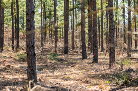 Timberland Investment Property for Sale Ben Wheeler Texas - image 7