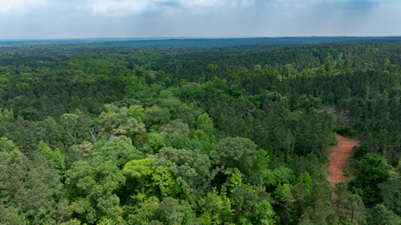 Timberland Investment Property for Sale Ben Wheeler Texas - image 38