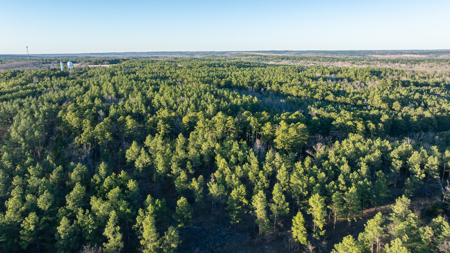 Timberland Investment Property for Sale Ben Wheeler Texas - image 3