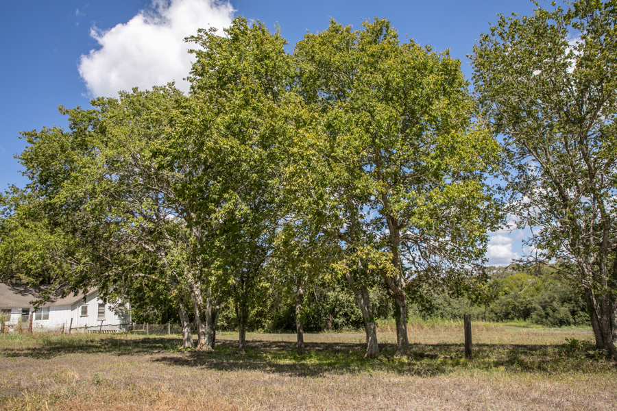 No Caption