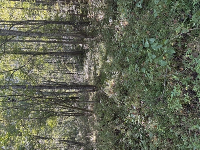 Bath Co Ky Hunting /Timberland with Home - image 24