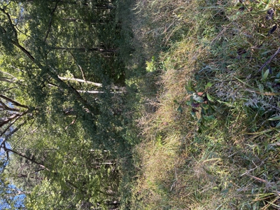 Bath Co Ky Hunting /Timberland with Home - image 13