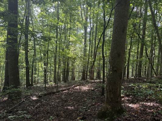 Wooded Lot for Sale in Glade Spring VA