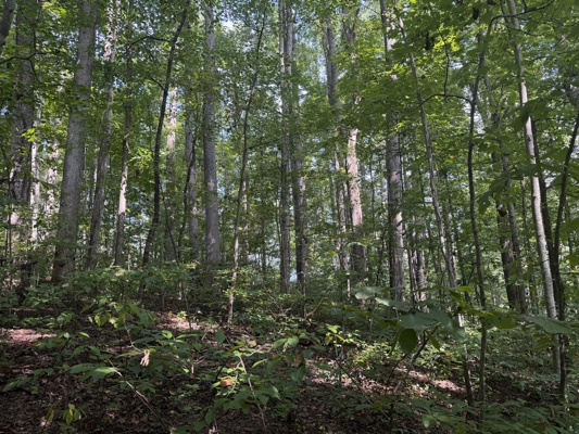 Wooded Lot for Sale in Glade Spring VA