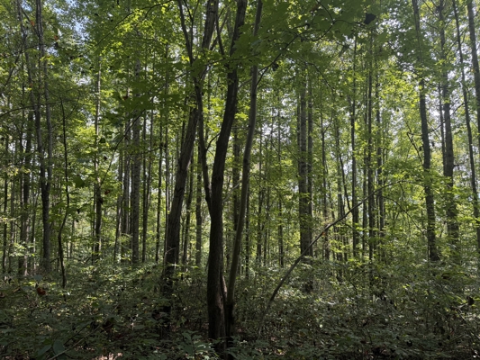 Wooded Lot for Sale in Glade Spring VA