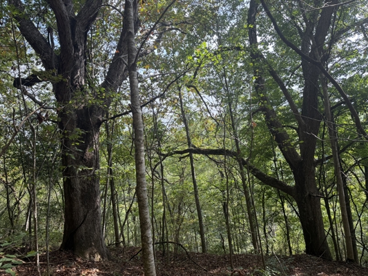 Wooded Lot for Sale in Glade Spring VA