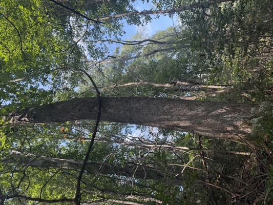 Wooded Lot for Sale in Glade Spring VA