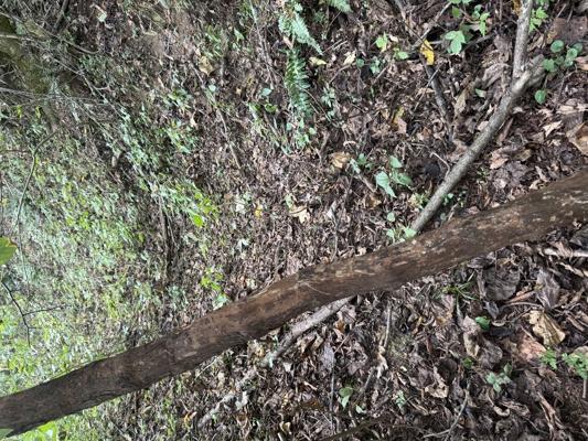 Wooded Lot for Sale in Glade Spring VA