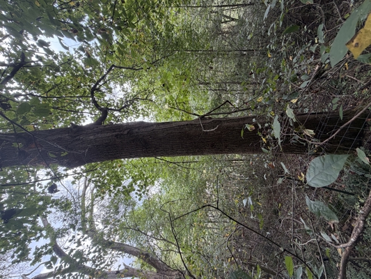 Wooded Lot for Sale in Glade Spring VA