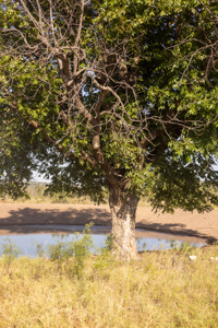 Pecan Pond Ranch, Paved Access, RV-Ready Campsite & Great Hunting - image 16