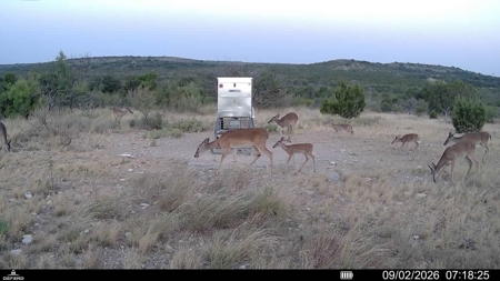 Pecan Pond Ranch, Paved Access, RV-Ready Campsite & Great Hunting - image 5
