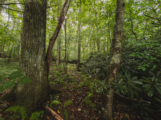 Mountain Property for Sale in Newland, NC!