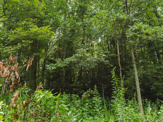 Mountain Property for Sale in Newland, NC!