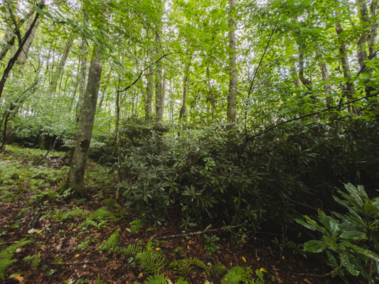 Mountain Property for Sale in Newland, NC!