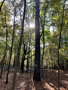 76.13 Acres of Rural Living or Recreating in Smith County, Texas - image 17