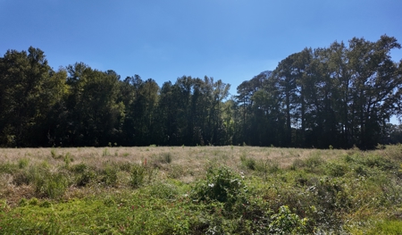 3.76 Acres Between Harrells and Wallace NC - image 1