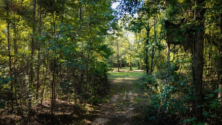 Custom 2004 home on 43 acres of rolling Sumter County land - image 47