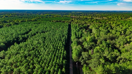 Custom 2004 home on 43 acres of rolling Sumter County land - image 44