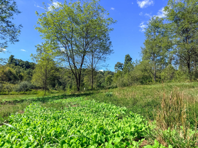 Blankenship Acres | 216 Acres in Virginia’s Elk Country - image 37